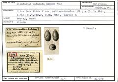 Karteikarte zum Holotyp von Glandulina undulata Karrer, 1868